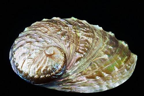 Abalone Shell 
